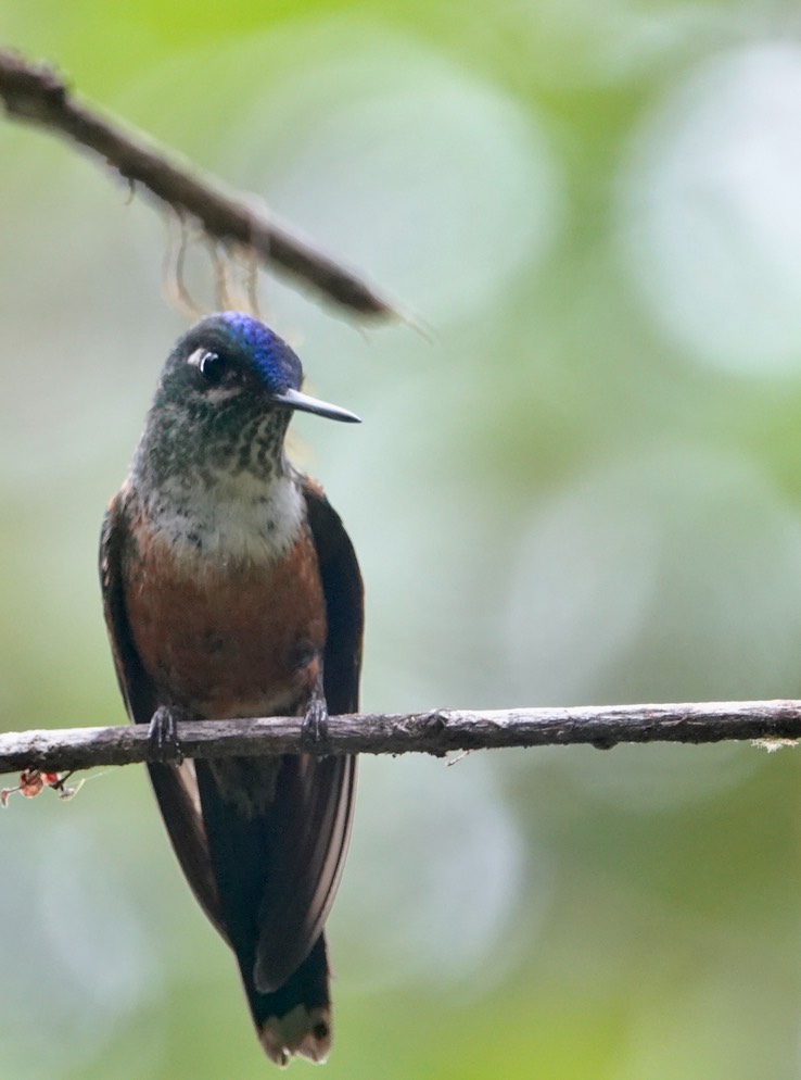 Violet-tailed Sylph3