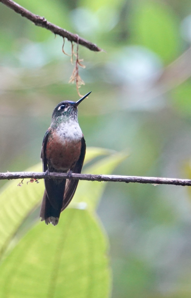 Violet-tailed Sylph4