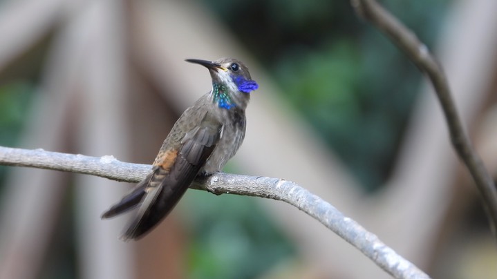 Violetear, Brown (Colombia) 10