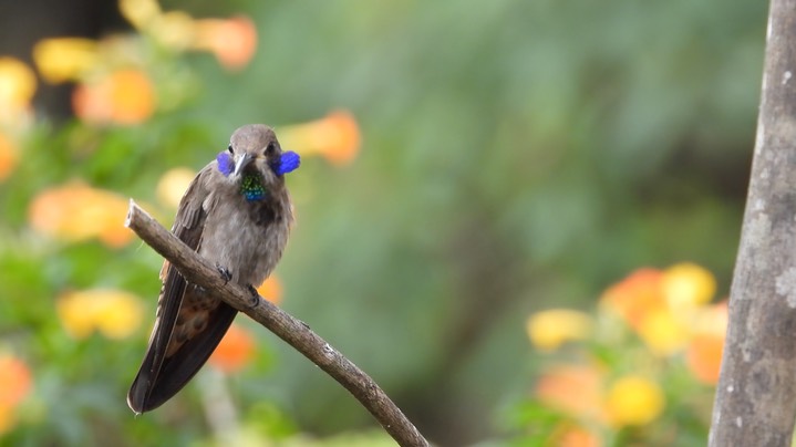 Violetear, Brown (Colombia) 11