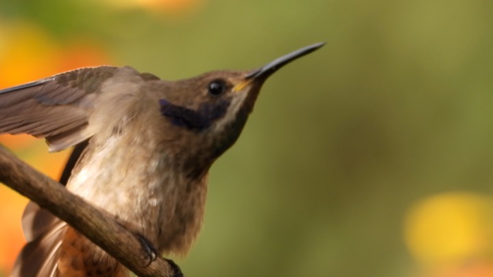 Violetear, Brown (Colombia) 8