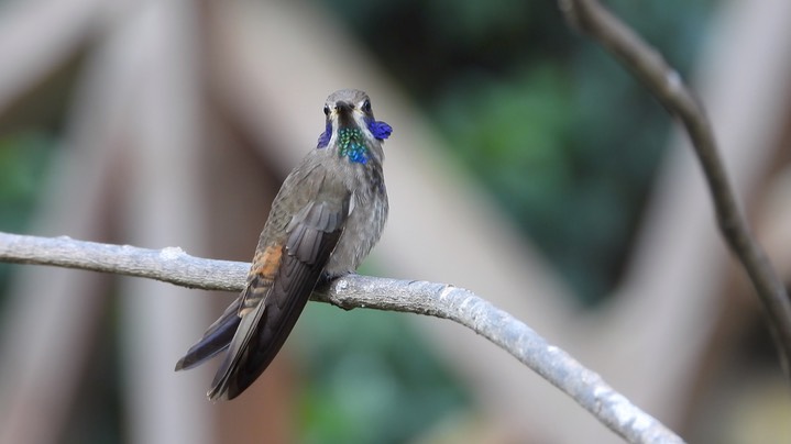 Violetear, Brown (Colombia) 9