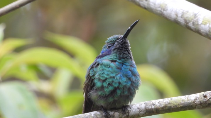 Violetear, Lesser (Colombia) 8