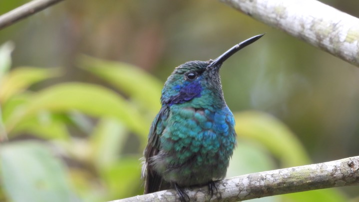 Violetear, Lesser (Colombia) 9