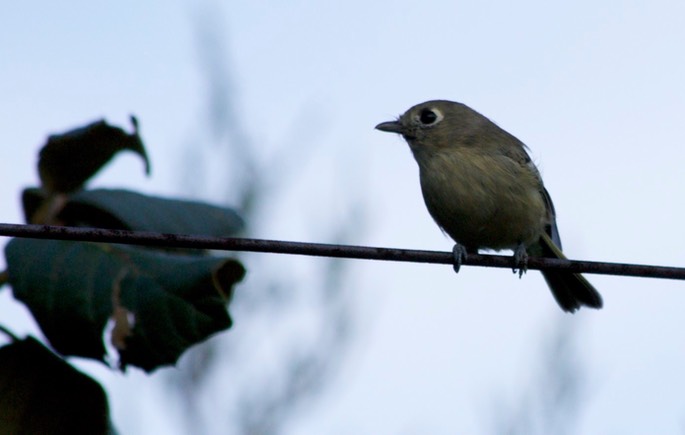 Vireo, Hutton's