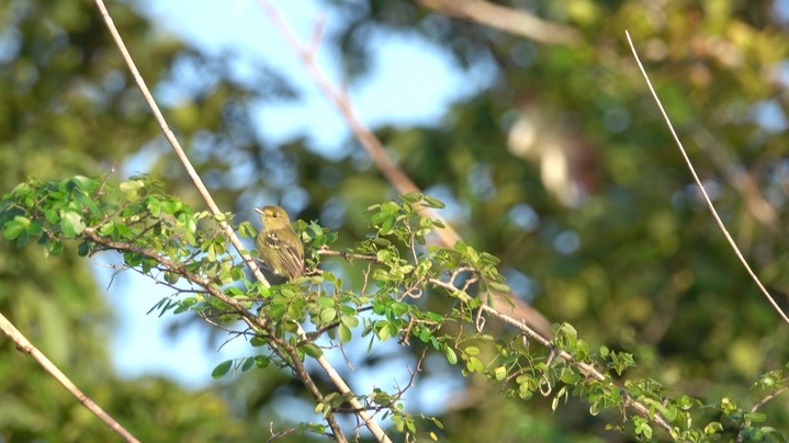 Vireo, Mangrove (Belize 2021) b