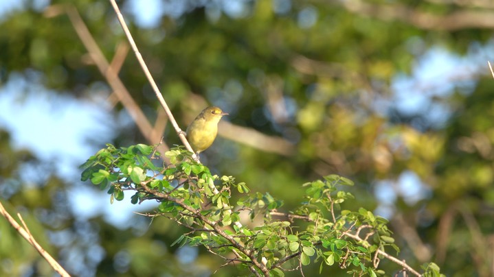 Vireo, Mangrove (Belize 2021) a