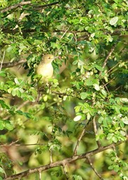 Vireo, Mangrove. Vireo pallens3