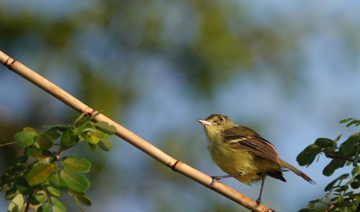 Vireo, Mangrove. Vireo pallens