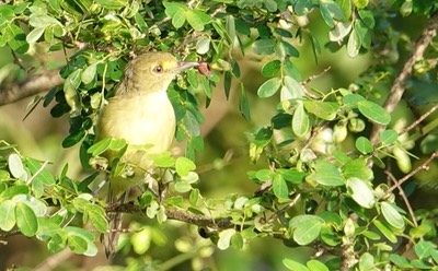 Vireo, Mangrove. Vireo pallens2