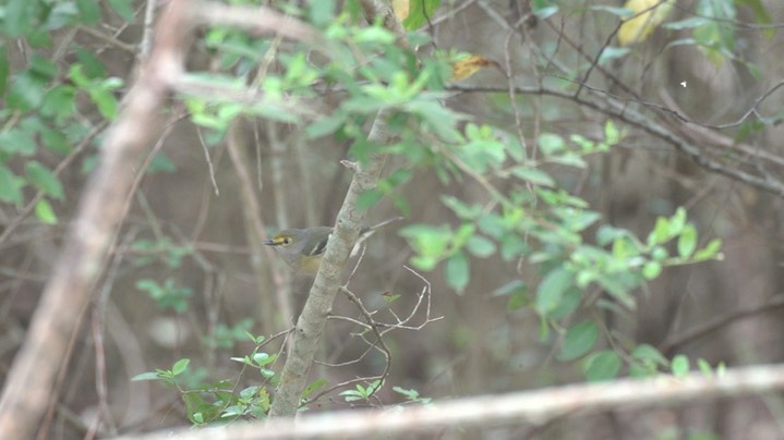 Vireo, White-eyed 1