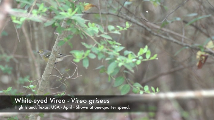 Vireo, White-eyed