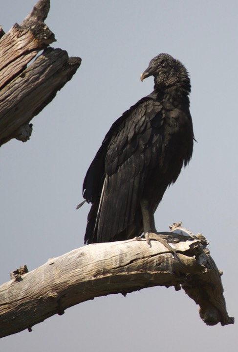 Black Vulture Coragyps atratus