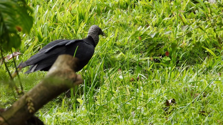 Vulture, Black (Cerro Montezuma, Colombia)