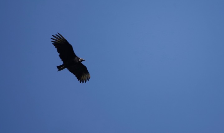 Vulture, Black Coragyps atratus