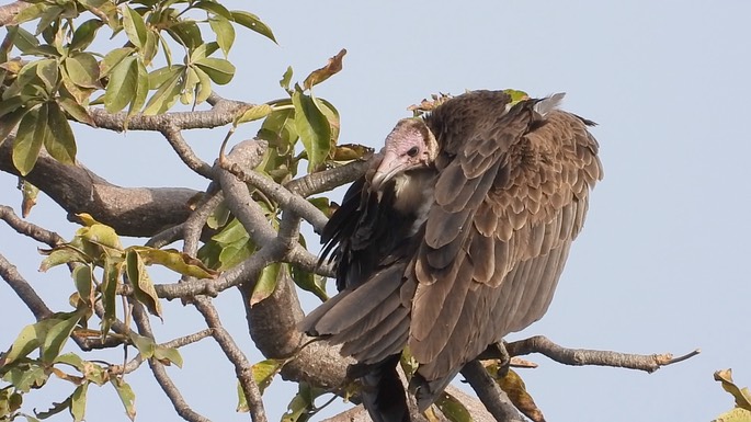 Vulture, Hooded 1