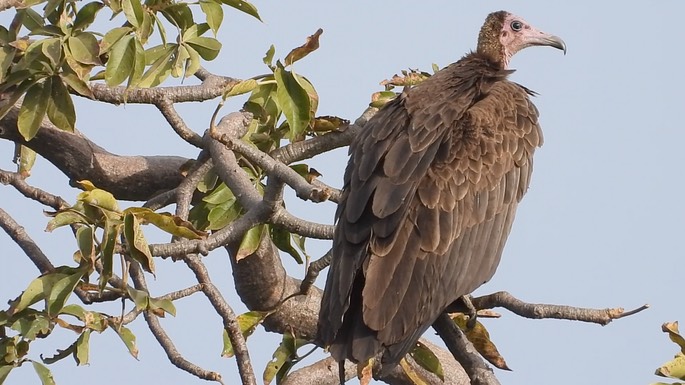 Vulture, Hooded 4