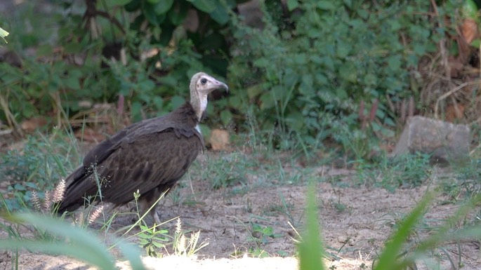 Vulture, Hooded 5