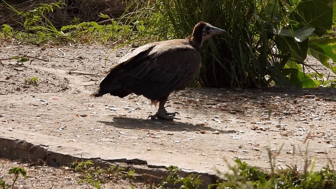 Vulture, Hooded 6