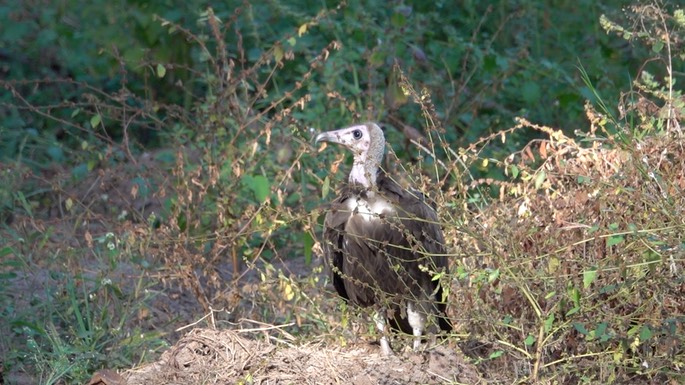 Vulture, Hooded 7