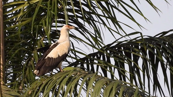 Vulture, Palm-nut 1