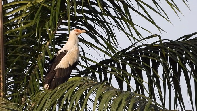 Vulture, Palm-nut 2