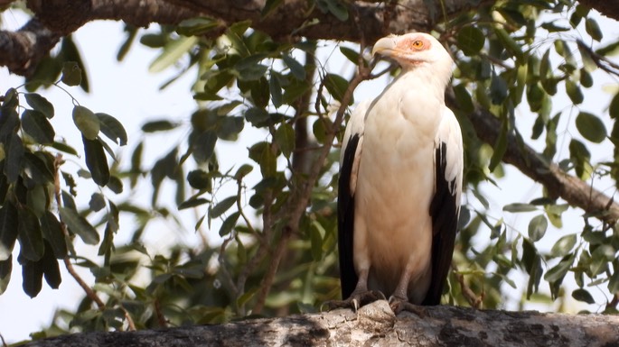 Vulture, Palm-nut Senegal 10