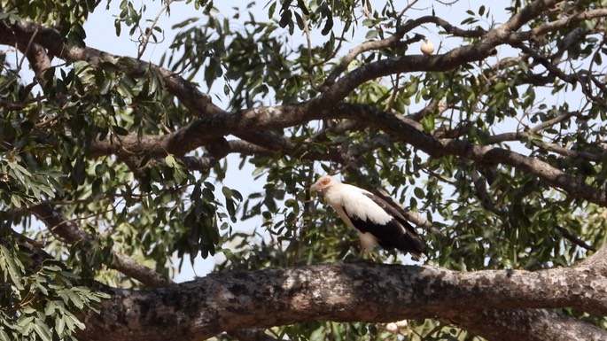 Vulture, Palm-nut Senegal 1