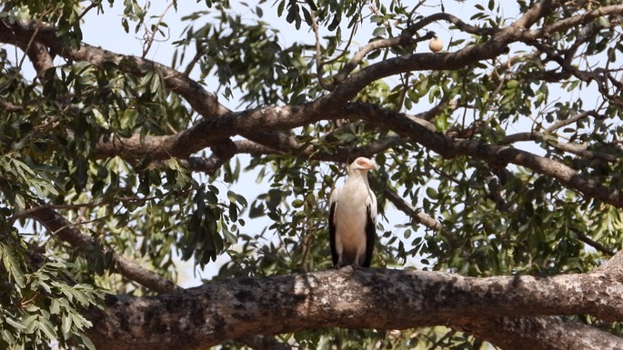 Vulture, Palm-nut Senegal 2