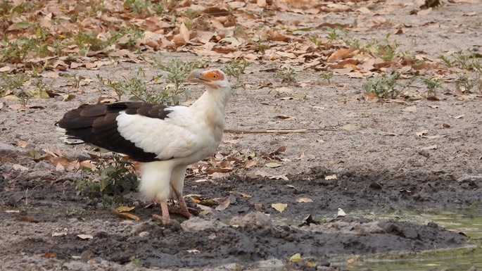 Vulture, Palm-nut Senegal 3