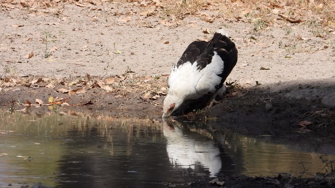 Vulture, Palm-nut Senegal 4