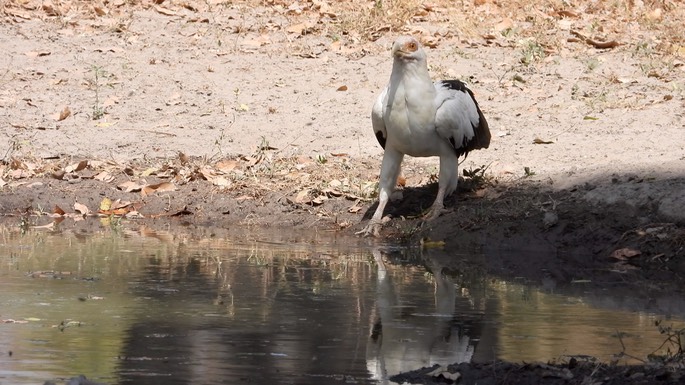 Vulture, Palm-nut Senegal 5