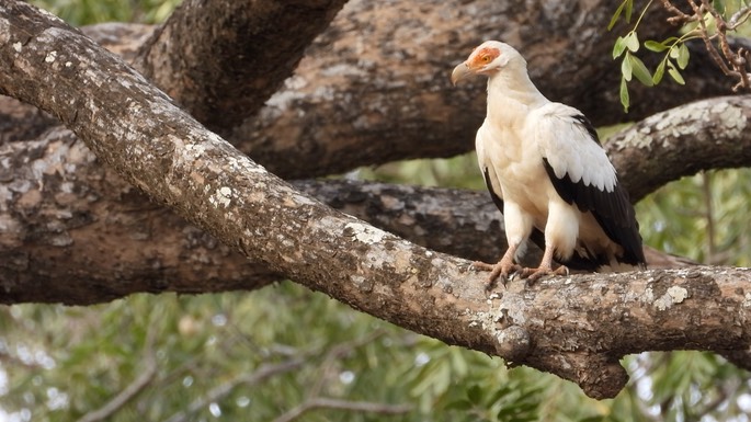 Vulture, Palm-nut Senegal 6