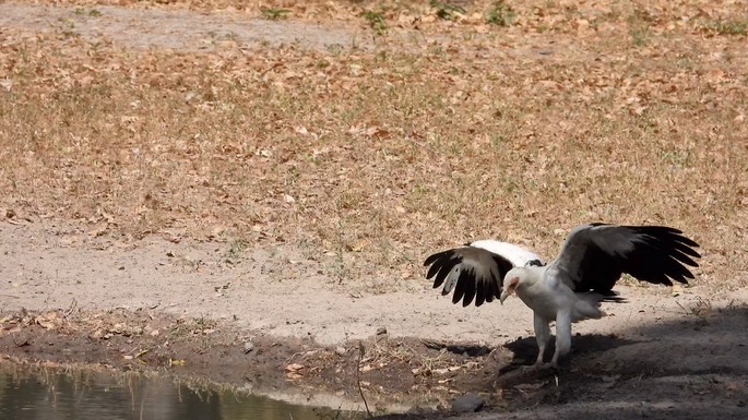 Vulture, Palm-nut Senegal 7