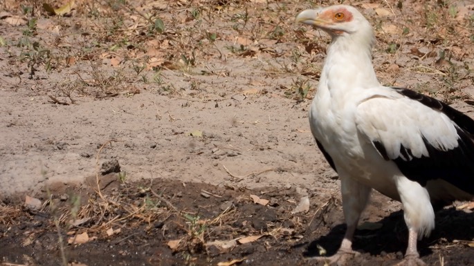 Vulture, Palm-nut Senegal 8