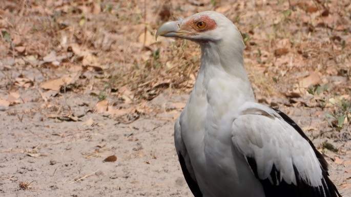 Vulture, Palm-nut Senegal 9