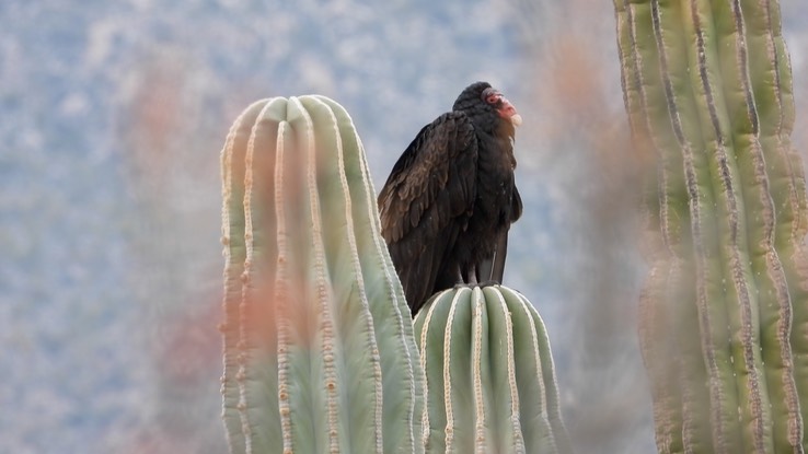 Vulture, Turkey - Baja California 1