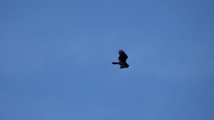 Vulture, Turkey (Belize 2021)