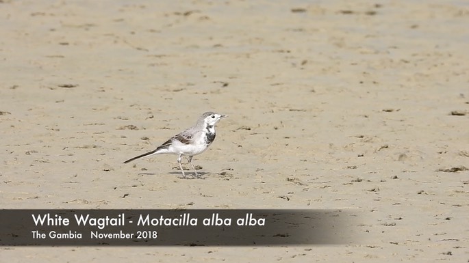 Wagtail, White 1