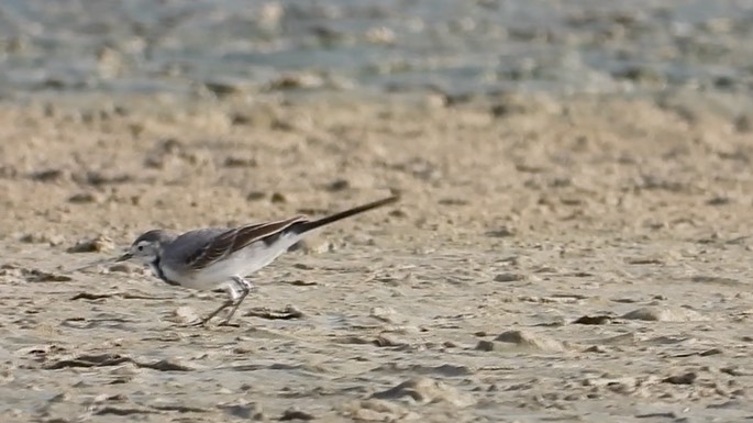 Wagtail, White 5