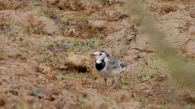 Wagtail, White 6