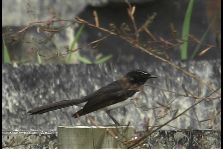 Wagtail, Willie 1