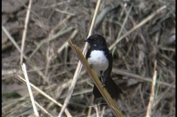 Wagtail, Willie 20