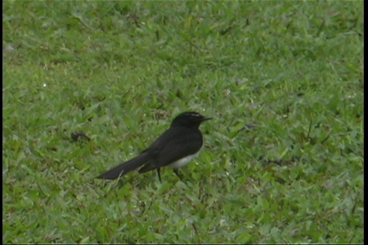 Wagtail, Willie 2