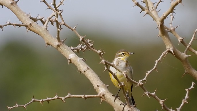 Wagtail, Yellow 1