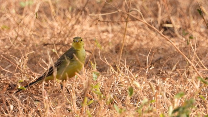 Wagtail, Yellow Senegal 2