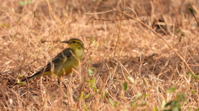 Wagtail, Yellow Senegal 3