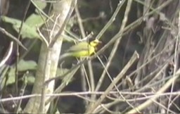 Warbler, Hooded 2