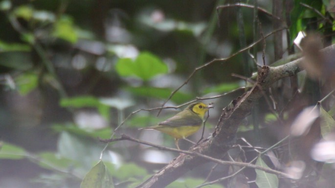 Warbler, Hooded