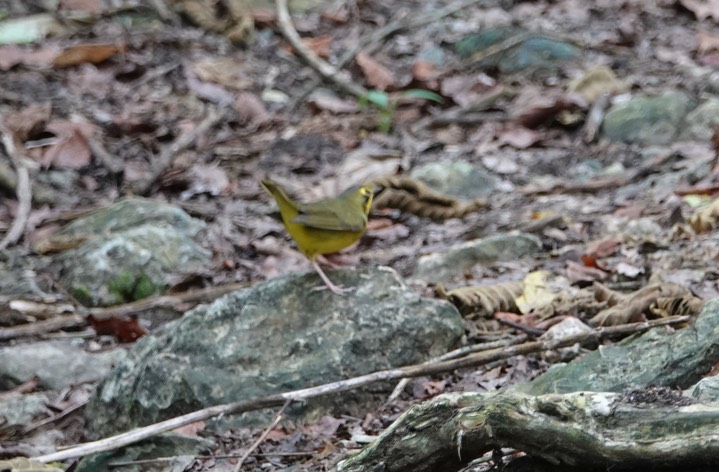 Warbler, Kentucky. Geothlypis formosa